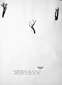 Xylaria hypoxylon image